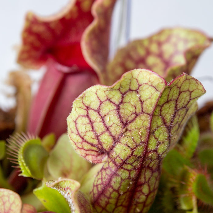 Bloomique - Plantenterrarium Bye Bye Fly – Vleesetende planten – ↕23