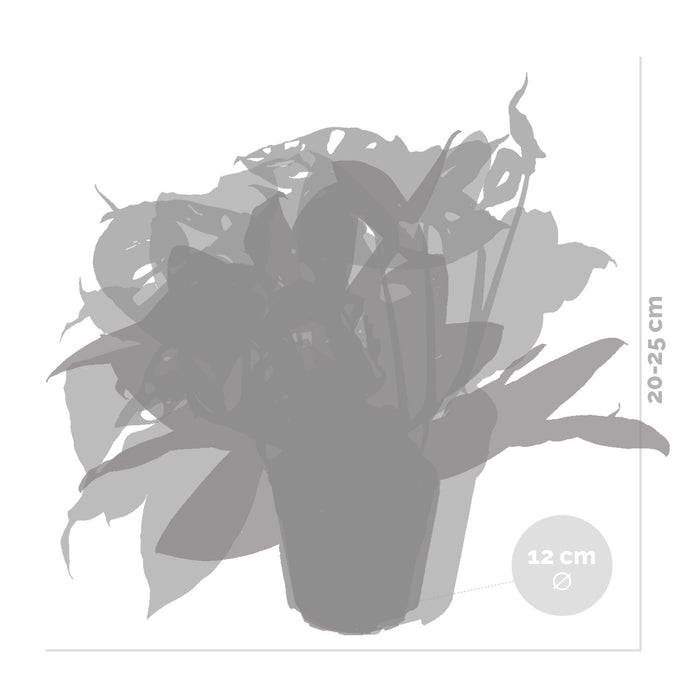 Bloomique - 3x Botanische Kamerplanten Mix – ⌀12 cm - ↕20-25 cm