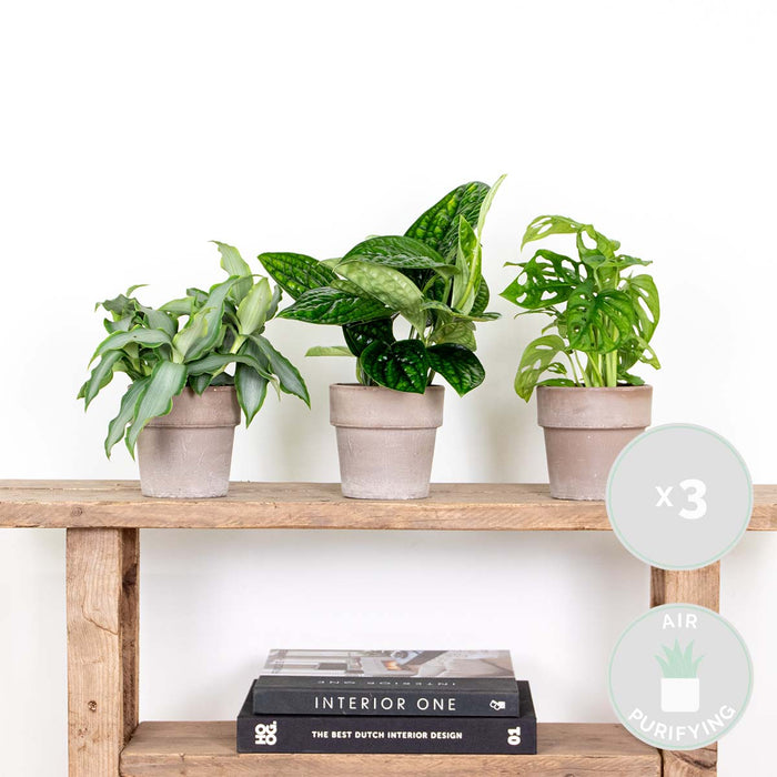 Bloomique - 3x Botanische Kamerplanten Mix – ⌀12 cm - ↕20-25 cm