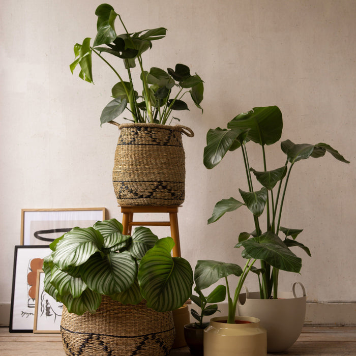 d05a216b-7714-427e-8b44-f9793c09f9ba-afbeelding3.jpg (2229872)