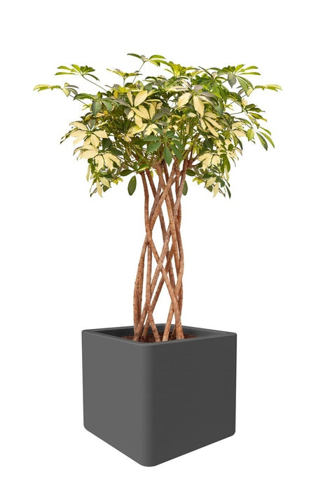 Elho Pure Soft Brick Plantenbak met Wielen 40 x 40 cm - Wit