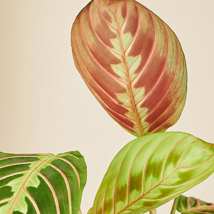 Plantery Gebedsplant Maranta Leuconeura kamerplant S