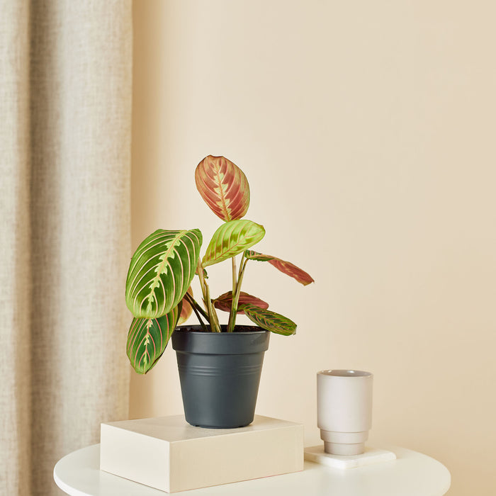 Plantery Gebedsplant Maranta Leuconeura kamerplant S