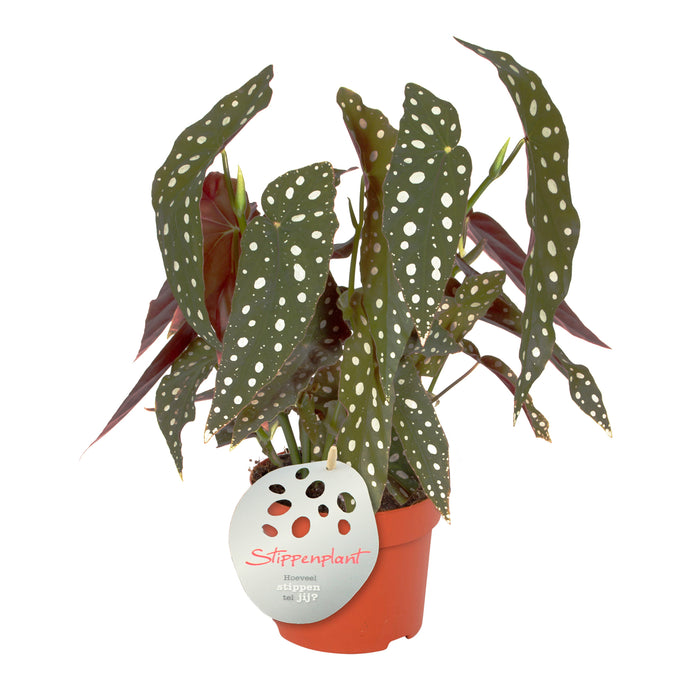 Eden Collection | Twee Begonia Maculata in trendy keramiek