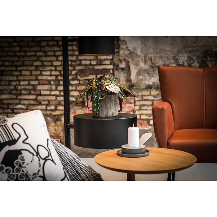 Eden Collection | Twee Begonia Maculata in trendy keramiek