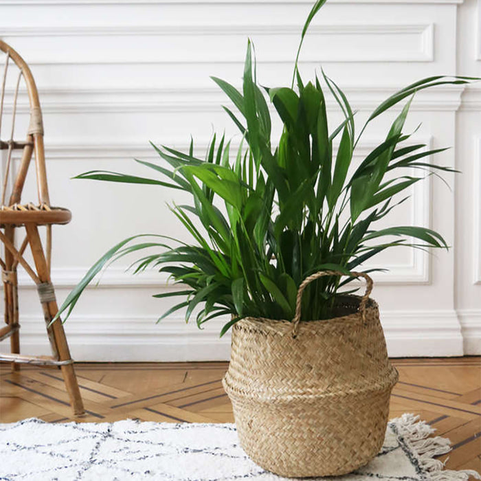 271485-x1.jpg (2642278)