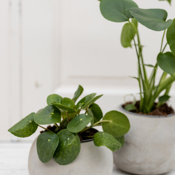 1da818a0-f7c1-4d3f-92c1-60f4c9193426-afbeelding7.jpg (2674865)