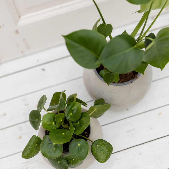 1da818a0-f7c1-4d3f-92c1-60f4c9193426-afbeelding8.jpg (2674866)