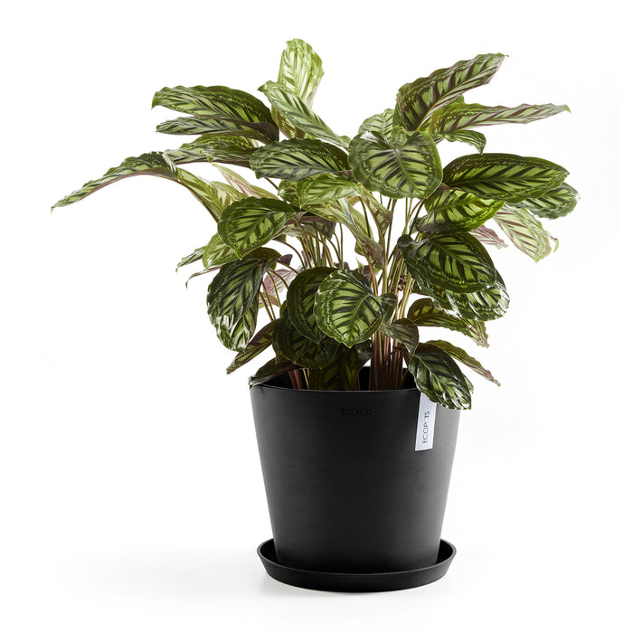 Ecopots Amsterdam 40