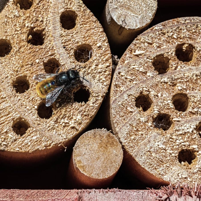 Orange85 Bijenhotel Insectenhotel Vlinderhuis Bruin 15x9x26 cm Hout...