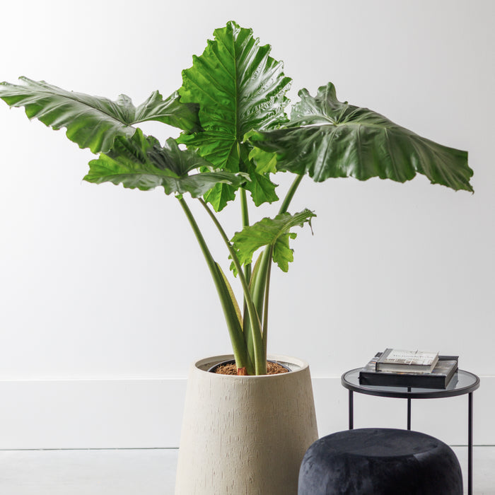 298353ff-c182-4b8a-b648-f078546e2f96-afbeelding5.jpg (2740773)