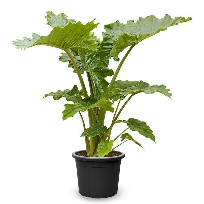 Fleurdirect Alocasia Portadora L