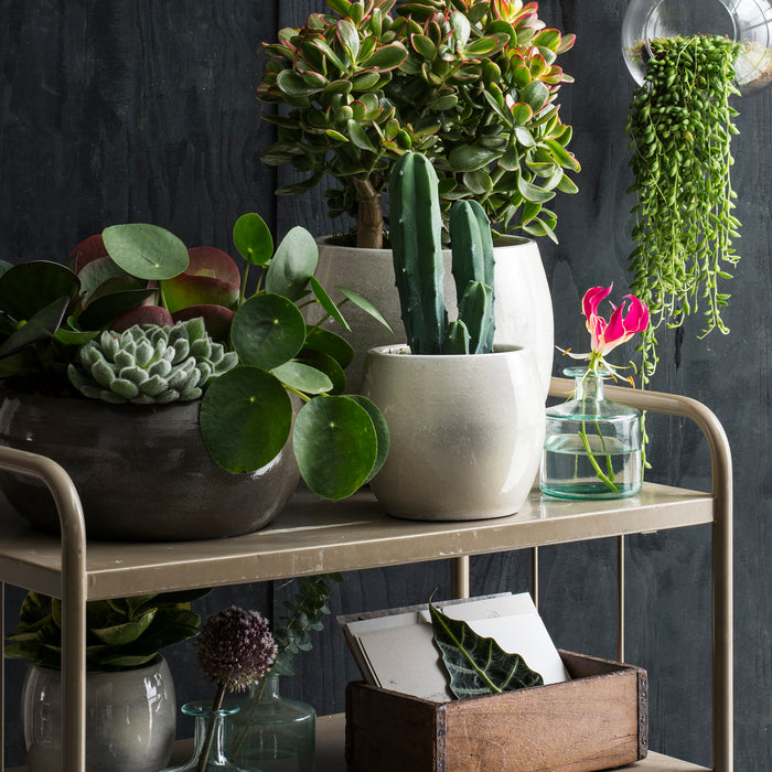 27216e05-2454-4a25-9012-7102cf461748-sfeerbeeld.jpg (2743698)