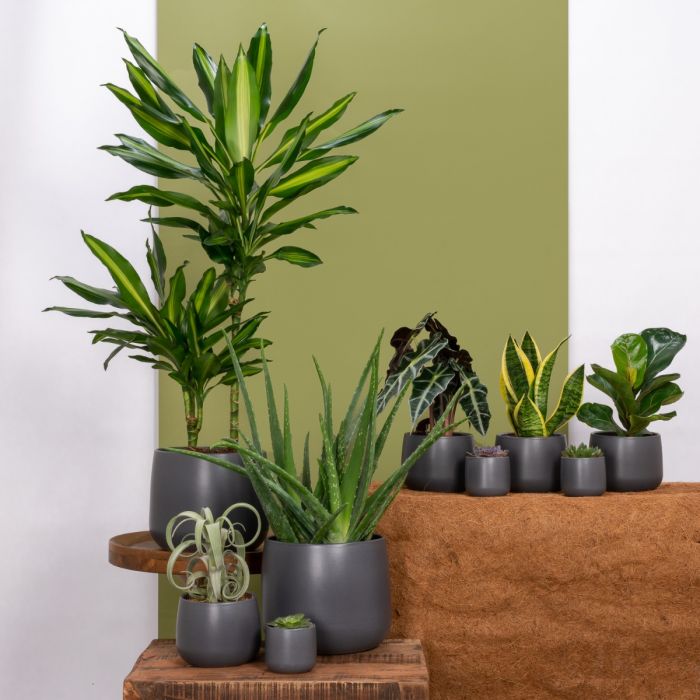 Plantenset Kodi Large Grijs