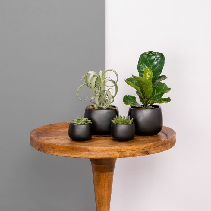 Plantenset Kurt Small Zwart