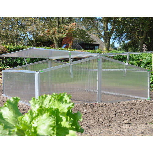 Royal Well Broeikas Silver Thyme