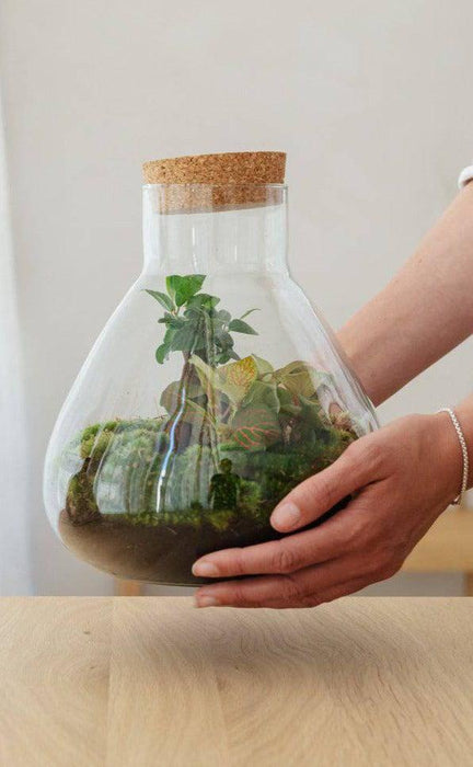 Erlenmeyer - 1 botanische en Ficus Ginseng plant - ↑25cm | ø20cm