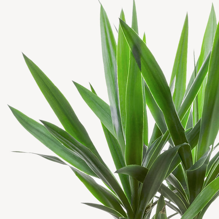 Elho Yucca Drietak In Greenville