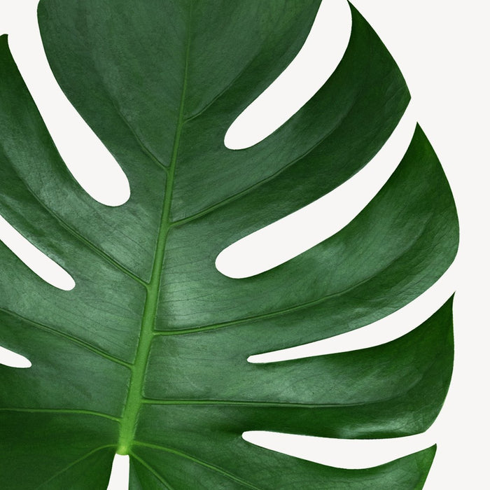 Lechuza Monstera in Zelfwatergevende Rondo