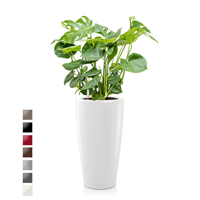 Lechuza Monstera in Zelfwatergevende Rondo