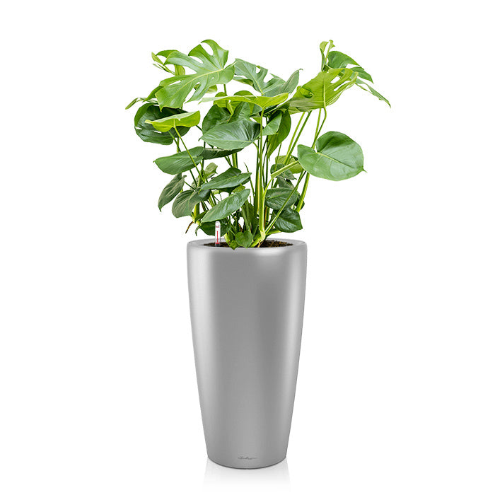Lechuza Monstera in Zelfwatergevende Rondo