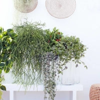 Fleurdirect Philodendron Scandens