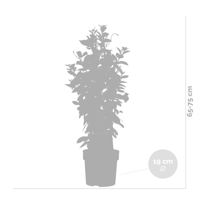 Bloomique - Mandevilla Sundaville - Chileense Jasmijn - ⌀19 - ↕65-75