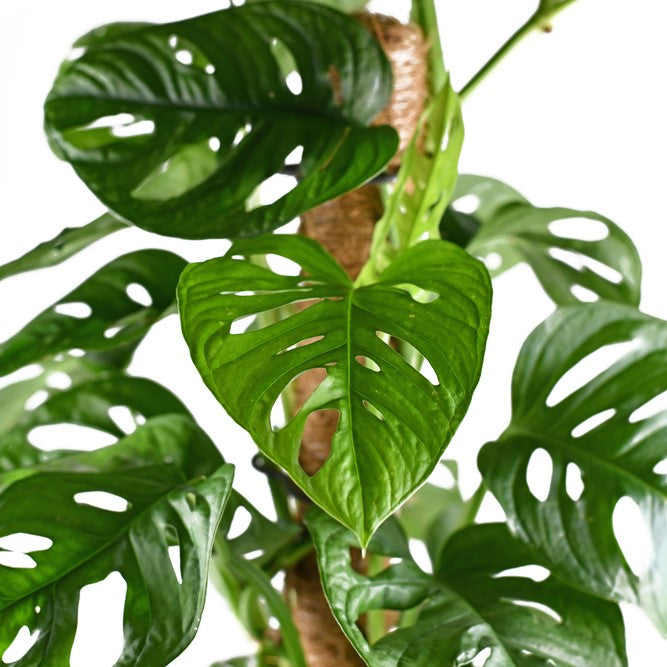 Bloomique - Monstera Monkey Leaf mosstok - Gatenplant - ⌀17 - ↕75-80