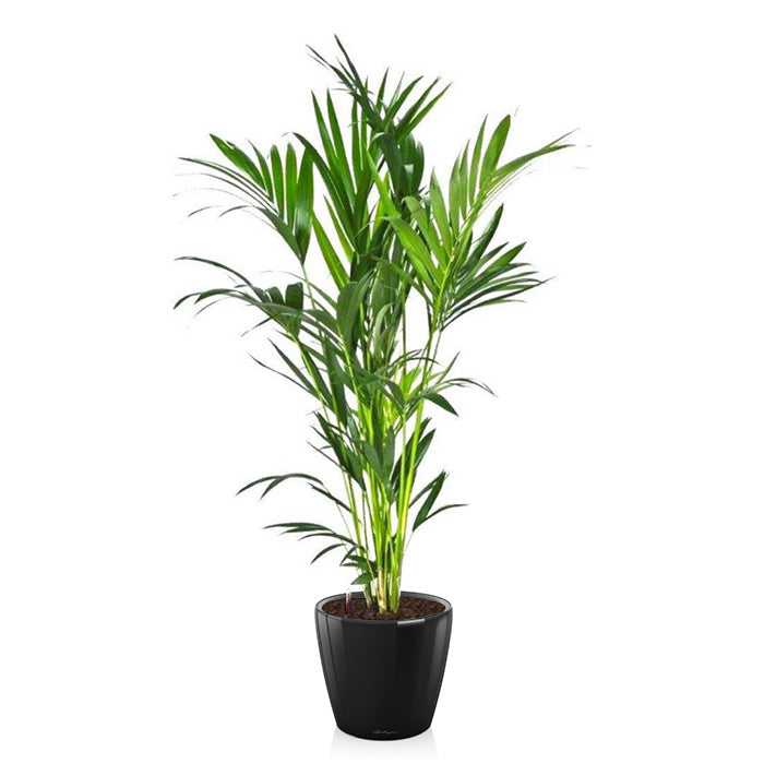 Lechuza Kentiapalm in Zelfwatergevende Classico