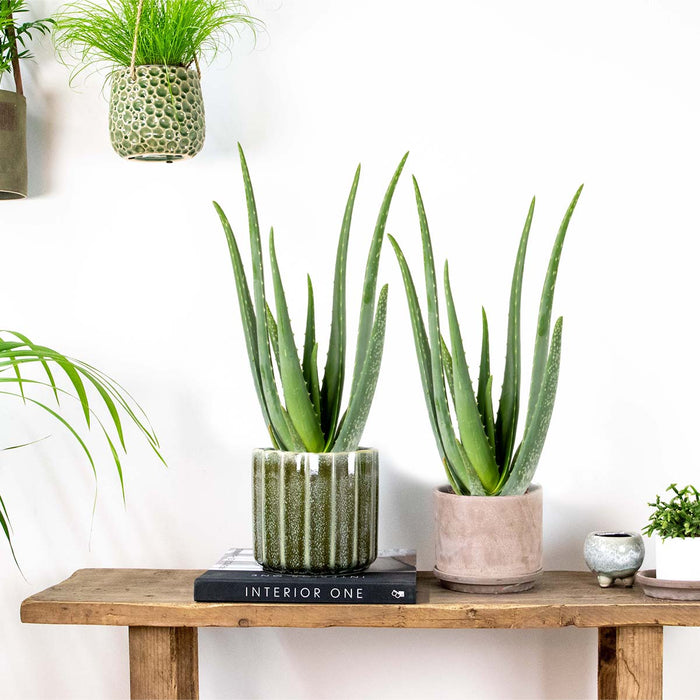 Bloomique - 2x Aloe Vera Barbadensis - Vetplant - ⌀12 cm - ↕35-40 cm