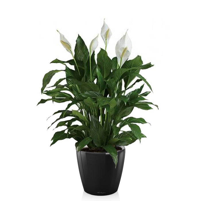 Lechuza Lepelplant in Zelfwatergevende Classico