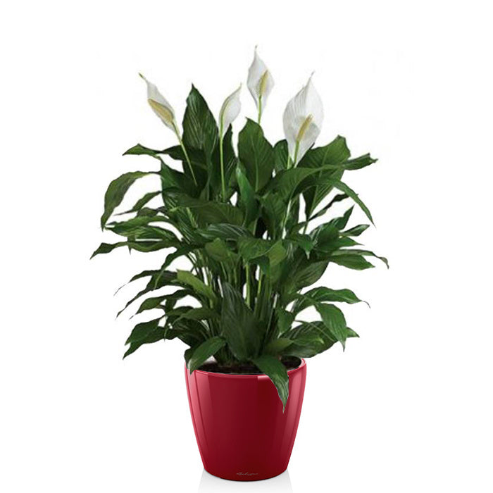 Lechuza Lepelplant in Zelfwatergevende Classico