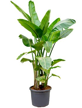 Fleur.nl | Strelitzia Nicolai XXL | Paradijsvogelplant