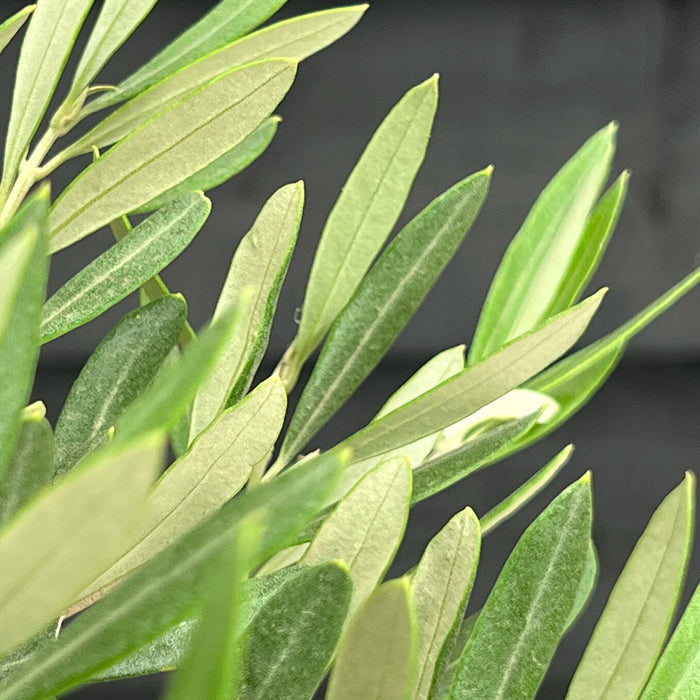 Fleurdirect Olijfboom Bonsai