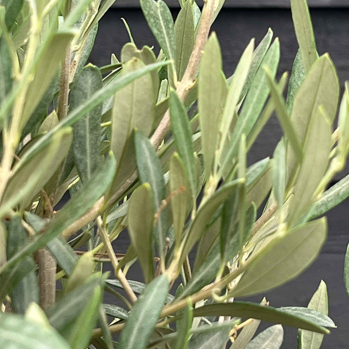 Fleurdirect Olijfboom Bonsai