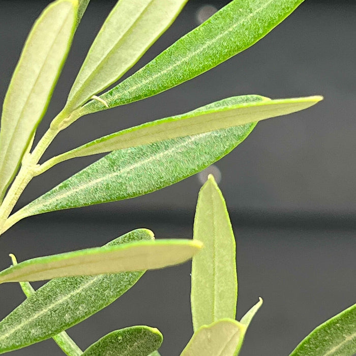 Fleurdirect Olijfboom Bonsai