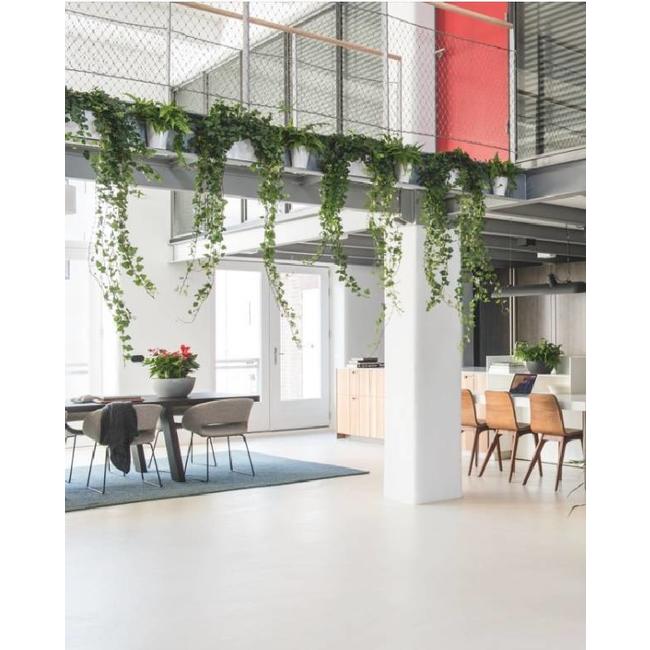 Fleurdirect Hedera Helix Wonder