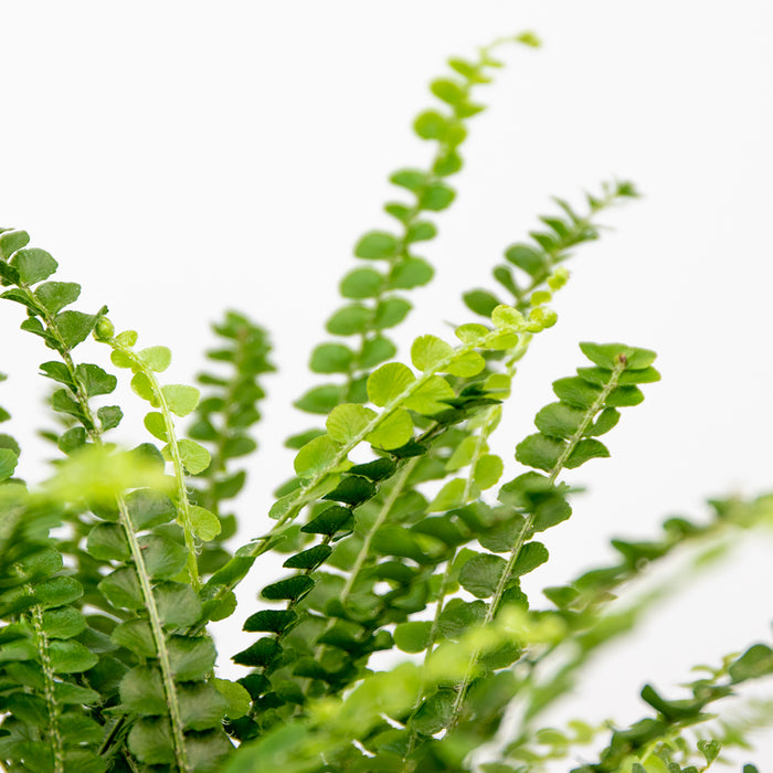 Bloomique - Nephrolepis Duffi P12H15