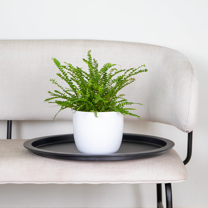 Bloomique - Nephrolepis Duffi P12H15