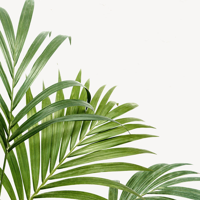 Fleurdirect Kentiapalm in Rotan Pot