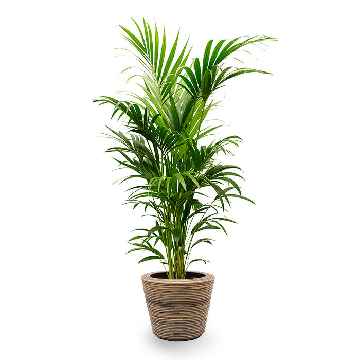 Fleurdirect Kentiapalm in Rotan Pot