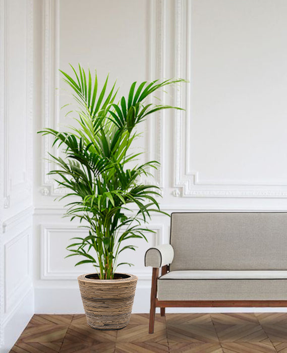 Fleurdirect Kentiapalm in Rotan Pot