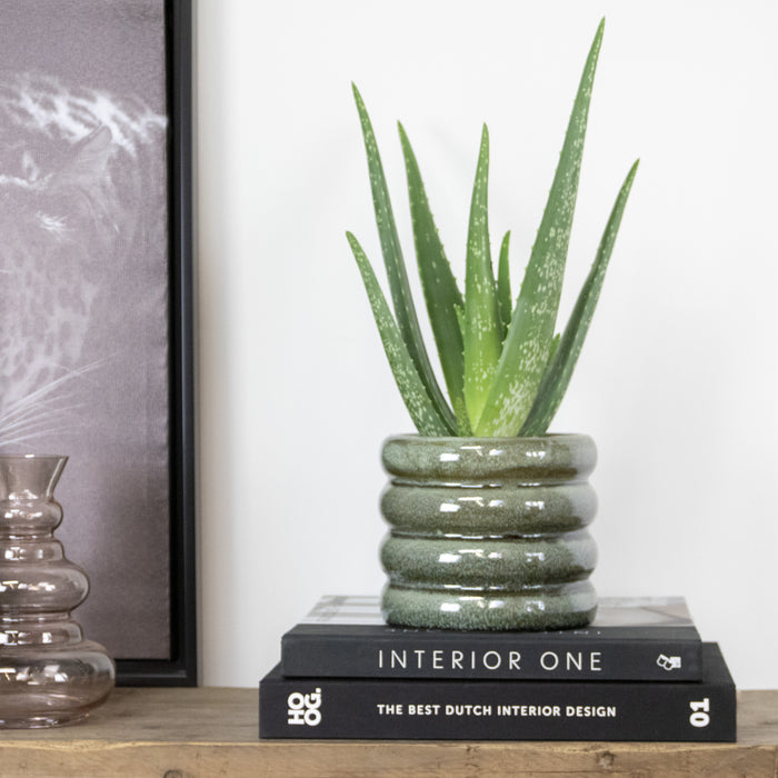 Bloomique - Aloë Vera – Vetplant & succulent - ⌀10,5 cm - ↕30-35 cm