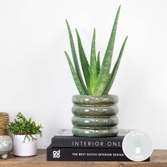 Bloomique - Aloë Vera – Vetplant & succulent - ⌀10,5 cm - ↕30-35 cm