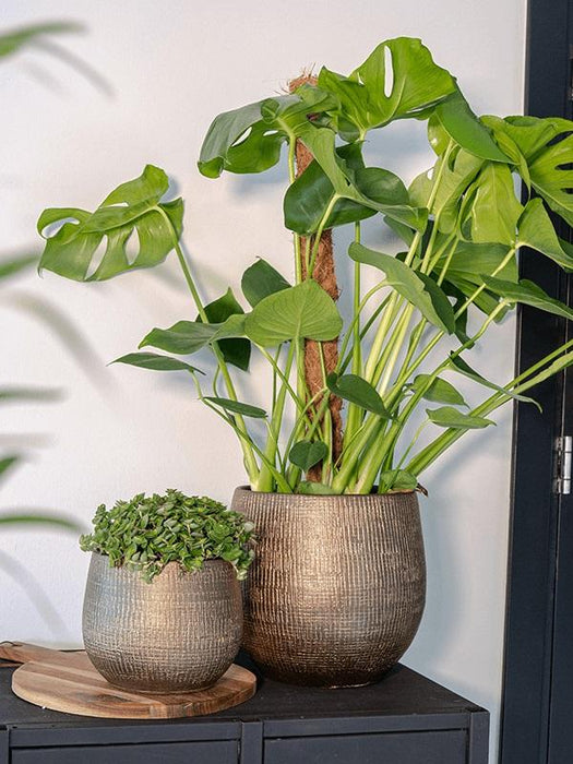 d98f0409-2f59-464c-a98e-04cf0b9eda4b-afbeelding10.jpg (3067967)