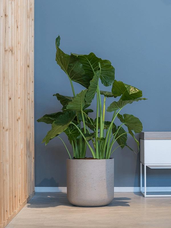 072aabf7-5edc-4838-aa2d-34fb12f2d022-afbeelding10.jpg (3073960)