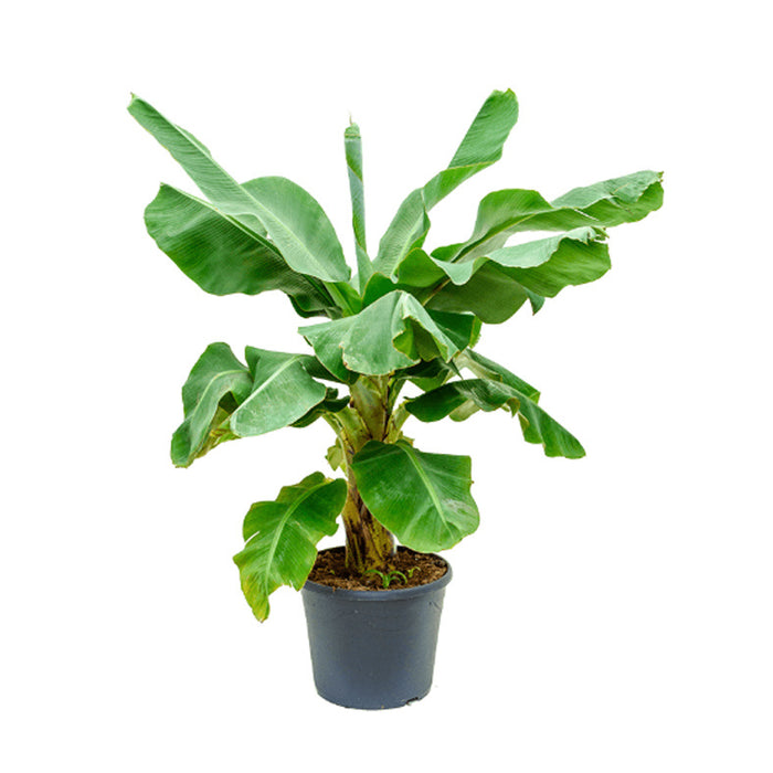 Fleur.nl | Musa Dwarf Cavendish | Bananenplant
