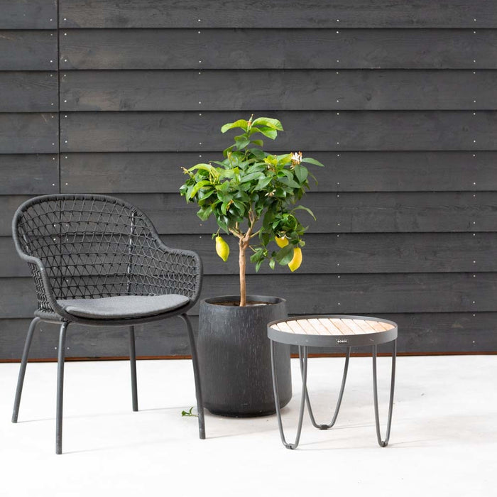 Fleurdirect Citroenboom Citrus Lemon M