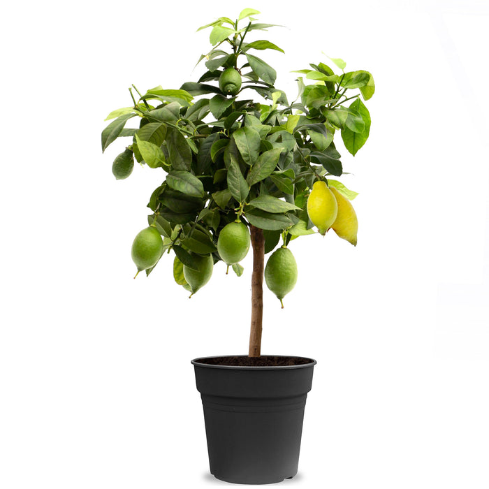 Fleurdirect Citroenboom Citrus Lemon M