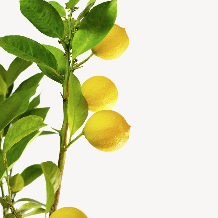Fleurdirect Citroenboom Citrus Lemon M